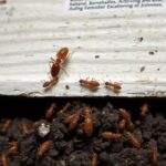 Termite Season Has Arrived in Pittsburgh. Is Your Home Protected?